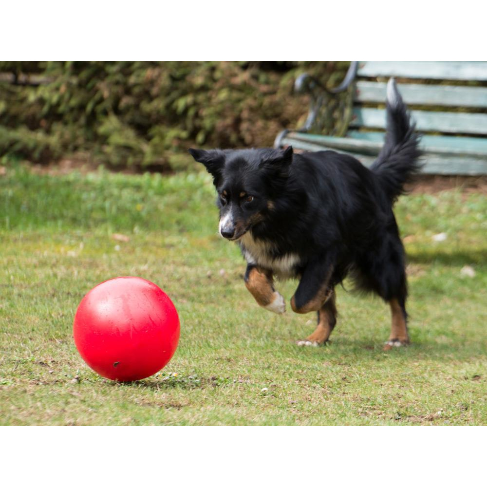 Treibball Treib Ball für Hunde Ø 25cm rot, 19,99