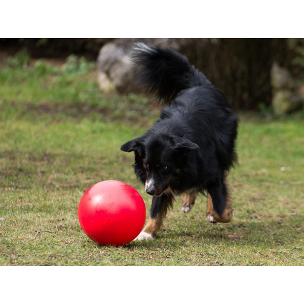 Treibball Treib Ball für Hunde Ø 25cm rot, 19,99