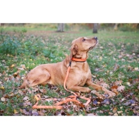 Farm-Land Hunde Schweißhalsung Signalorange L 40-50cm