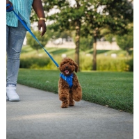 Ruffwear Front Range Geschirr Blue Pool L/XL