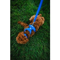 Ruffwear Front Range Geschirr Blue Pool L/XL